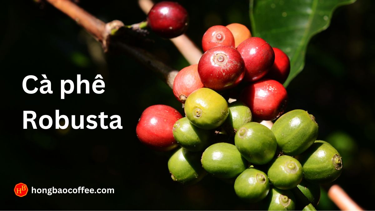 Cà phê Robusta